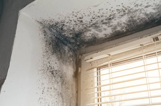 Affordable Mold Removal solutions in Bethesda, MD